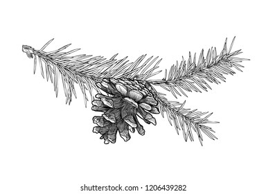 Hand drawn Fir tree branch with cone isolated on white background.