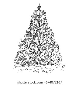 Hand drawn fir-tree. Sketch, vector illustration isolated on white background.