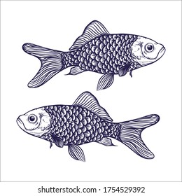 hand drawn fish artwork illustration