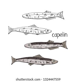 Hand drawn fish capelin black and white and color isolated on white background. Vector capelin fish