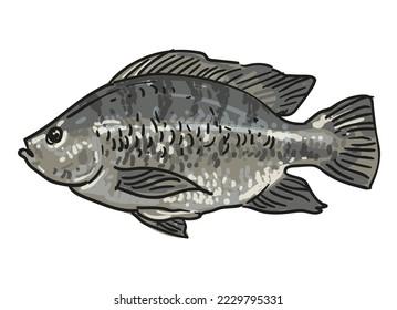 hand drawn fish collection background element set vector illustration clip art