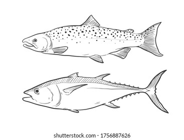 Hand drawn Fish Collection in black and white for coloring page, Salmon and Tuna fish vector illustration drawing.