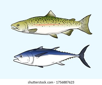 Hand drawn Fish Collection, Salmon and Tuna fish vector illustration drawing.