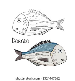 Hand drawn fish dorado black and white and color isolated on white background. Vector dorado fish