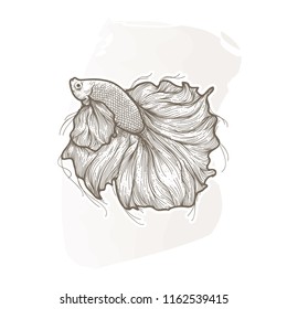 hand drawn fish illustration
