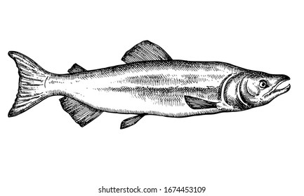 Hand drawn fish isolated on white. Salmon. Vector illustration.