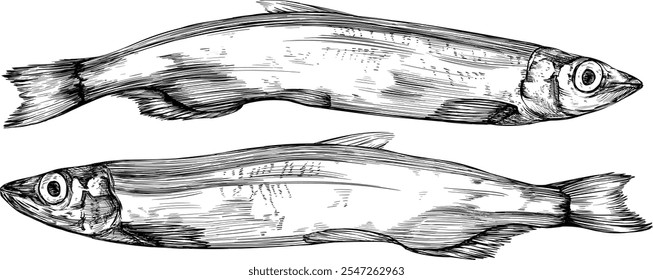 Peixe puxado à mão. Tinta gravada em preto e branco. Elementos isolados detalhados da ilustração de frutos do mar na coleção de fundo branco.