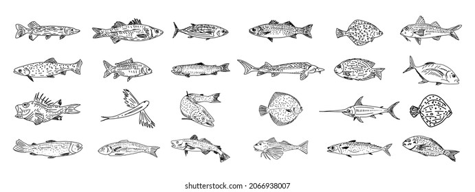 Handgezeichneter Fischsatz. Skizzensammlung für Fische. Handgezeichnete Vektorgrafik.Food Menügrafik.