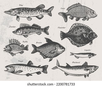 Hand drawn fish. Sketch pike, carp, zander, flounder, ruffe, bream, capelin, trout, mackerel. Vector illustration.
