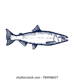 Hand Drawn Fish Sketch for Seafood Store. Vector