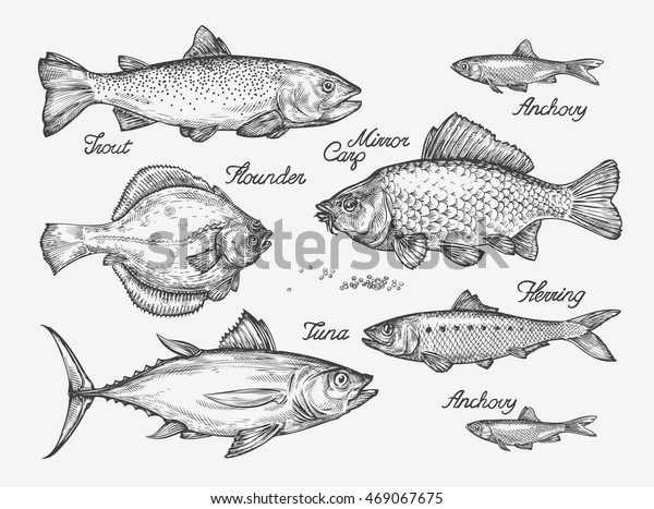 手描きの魚 マス 鯉 ツナ ニシン ヒラメ アンチョビを描く ベクターイラスト のベクター画像素材 ロイヤリティフリー