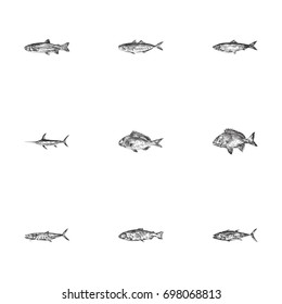 Hand Drawn Fish Sketches Set. Collection Of Trout, Aleck, Swordfish And Other Sketch Elements.