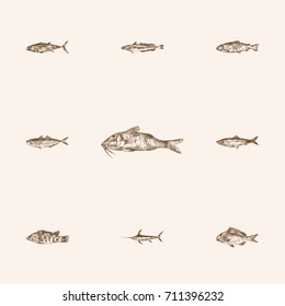 Hand Drawn Fish Sketches Set. Collection Of Mackerel, Wrasse, Swordfish And Other Sketch Elements.