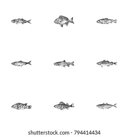 Hand Drawn Fish Sketches Set. Collection Of Salmon, Seafood, Wrasse And Other Sketch Elements.