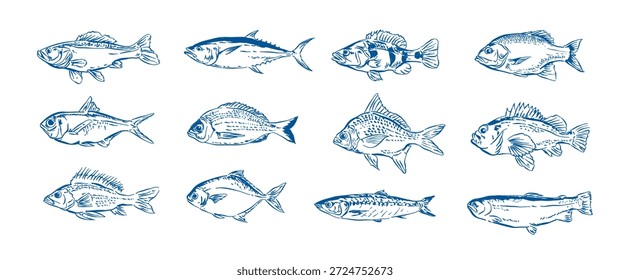Conjunto de colección de Vector de pescado dibujado a mano, pescado de dibujo caprichoso, bosquejo de esbozo Ilustración vectorial de Elementos de alimentos para menú de diseño, Anuncio, etiqueta, embalaje, marca, publicidad, carteles