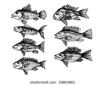 hand drawn fish   Vector illustration