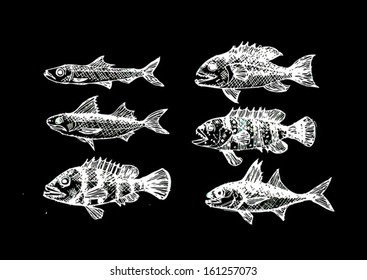 Hand drawn fish Vector illustration
