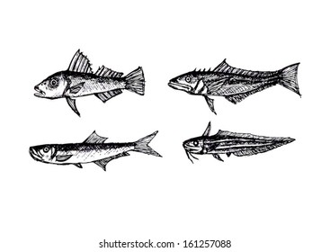 Hand drawn fish Vector illustration
