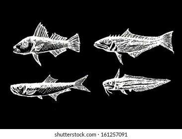 Hand drawn fish Vector illustration