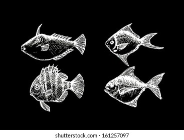 Hand drawn fish Vector illustration