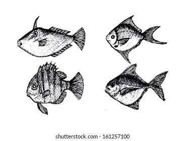 Hand drawn fish Vector illustration