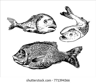 hand drawn fish vector illustration