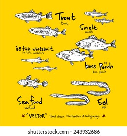 Hand drawn fish - vector illustrations