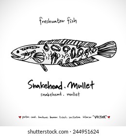 Hand drawn fish - vector illustrations