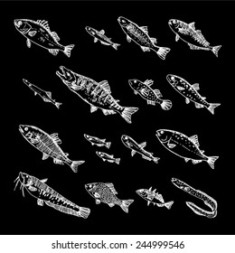 Hand drawn fish - vector illustrations / blackboard version