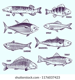 Hand drawn fishes. Restaurant menu seafood, salmon, tuna and mackerel sketch vector isolated elements. Illustration of fish pike and perch, sardine and mackerel