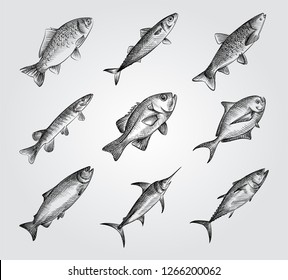 Hand Drawn Fishing elements Sketches Set. Collection Of saltwater sea or freshwater river fish species flounder. Different fish sketches on white background