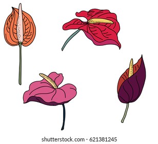 Hand drawn Flamingo flower isolate vector set