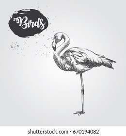 Hand drawn Flamingo sketch isolated on white background. Birds sketch elements vector illustration.