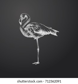Hand Drawn Flamingo Sketch Symbol isolated on chalkboard. Vector  Element In Trendy Style