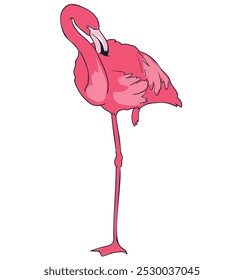 Hand Drawn Flamingo Vector Illustration, Summer Print Design