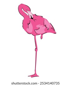 Hand Drawn Flamingo Vector Illustration Print Design