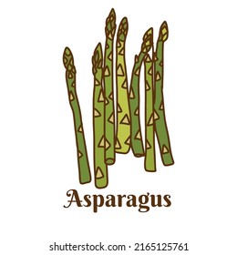 Hand drawn flat cartoon vector illustration of green asparagus isolated on white background