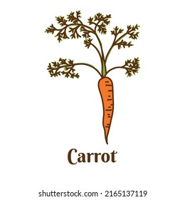 Hand drawn flat cartoon vector illustration of carrot isolated on white background