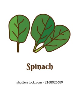Hand drawn flat cartoon vector illustration of spinach isolated on white background