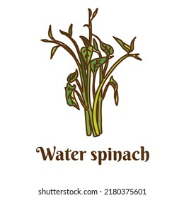 Hand drawn flat cartoon vector illustration of water spinach or morning glory water isolated on white background