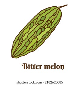 Hand drawn flat cartoon vector illustration of bitter melon, balsam pear, bitter gourd, African cucumber, alligator pear. isolated on white background