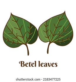 Hand drawn flat cartoon vector illustration of betel leaves, wild betel leaf bush isolated on white background