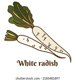 Hand drawn flat cartoon vector illustration of white radish, daikon, Chinese radish isolated on white background