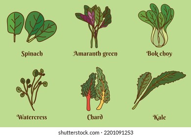Hand Drawn Flat Cartoon Vector Illustration; Set Of The Leaves Vegetables Or Leafy Greens Such As Chard, Bok Choy, Spinach, Kale, Watercress, Amaranth Green Isolated On Light Green Background.