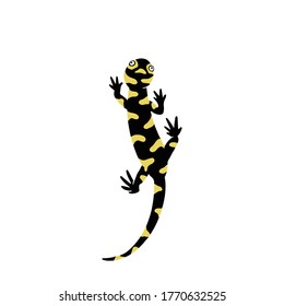 Hand drawn flat style illustration of Tiger salamander, black and yellow colors.
