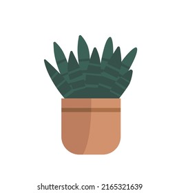 Hand drawn flat vector Cylindrical snake plant in the potted. Plants illustration isolated on white background.