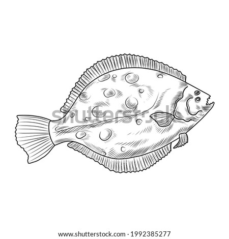 Hand drawn Flatfish, seafood, mediterranean cuisine