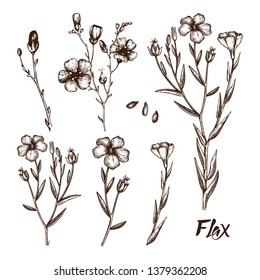 Hand drawn Flax collection.  Agricultural plant drawing with seeds, leaves and flowers. Vegan and healthy food ingredient. Great for packaging, label, icon. Lineart. Vector flax outlines. 