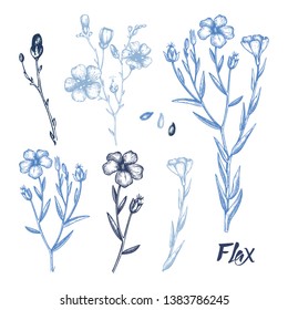 Hand drawn Flax collection.  Agricultural plant drawing with seeds, leaves and flowers. Vegan and healthy food ingredient. Great for packaging, label, icon. Lineart. Vector flax outlines. 