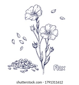 Hand drawn flax  flowers and seeds. Vector illustration in retro style isolated on white background.